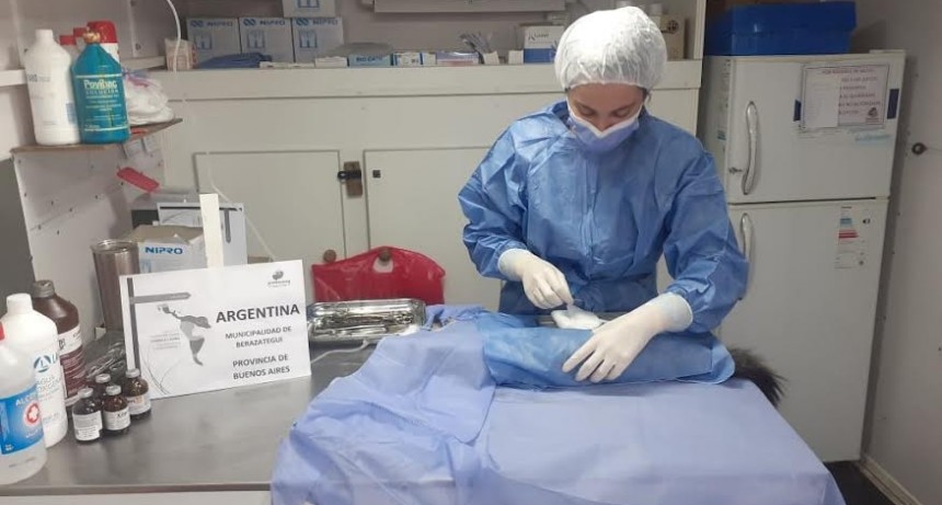 Berazategui: Se realizó la 1° jornada de castración masiva de perros y gatos en América Latina 