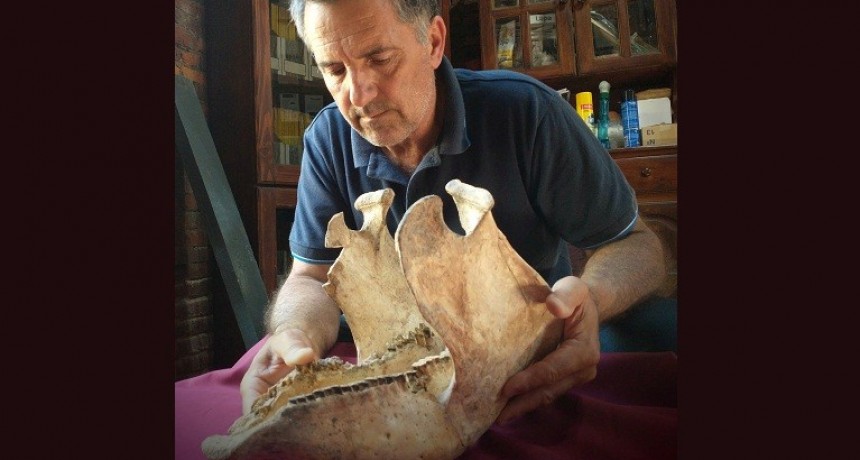 San Pedro: El Grupo conservacionista recupera mandíbulas fosilizadas de un Armadillo gigante
