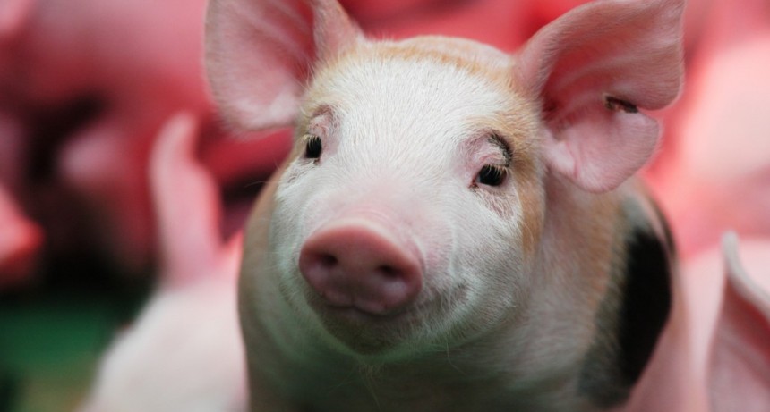 Las exportaciones del sector porcino argentino crecieron 35,1% en los primeros nueve meses del año