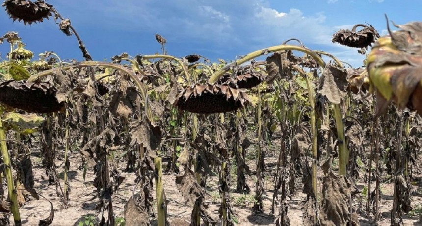 Patagones: Declaración de la emergencia Agropecuaria para el distrito 