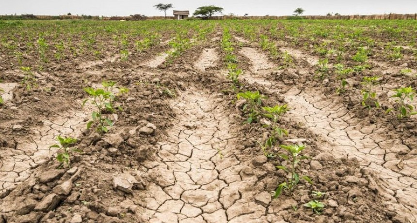 Nación recomendó declarar el estado de emergencia agropecuaria por sequía para 13 municipios bonaerenses