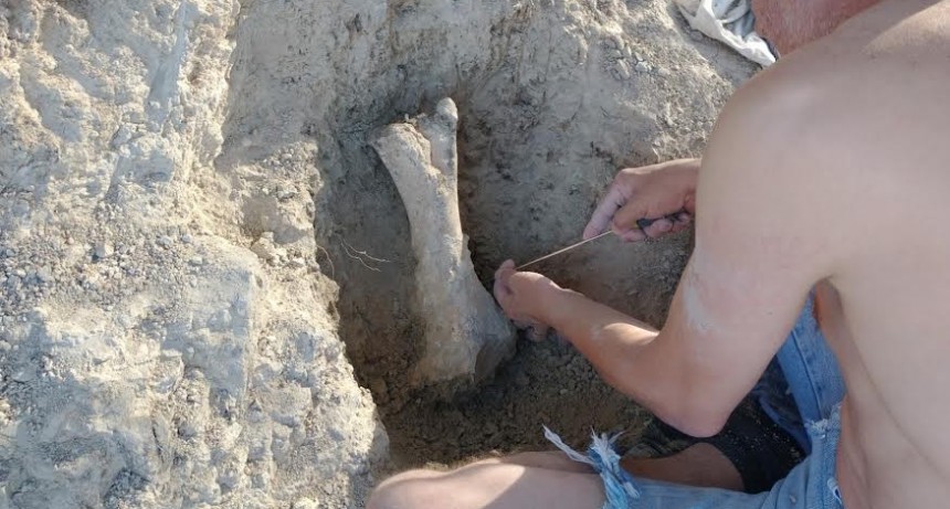 Descubren fósiles de tres mamíferos gigantes que habitaron Buenos Aires hace más de 200.000 años 