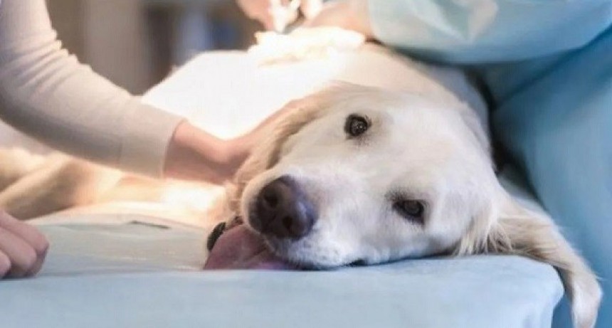 Lobería: Castración y vacunación gratuita de mascotas